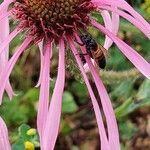 Echinacea pallida Цветок