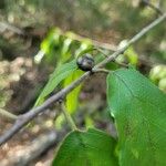 Frangula caroliniana Plod