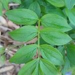 Polemonium reptans Листок