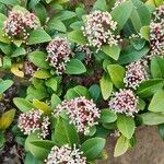 Skimmia japonica Hábito