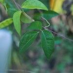 Macrotyloma axillare Leaf