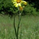 Jacobaea paludosa Flower