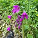 Primula matthioli Flower