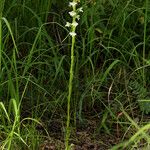 Habenaria galactantha आदत