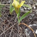 Iris arenaria Flor