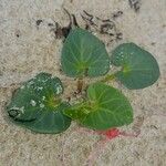 Calystegia soldanella Агульны выгляд