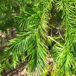 Torreya californica Folha