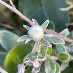 Brachyglottis greyi Flower