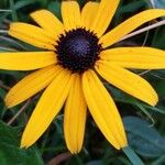 Rudbeckia fulgidaКветка