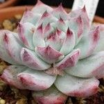 Echeveria colorata Natur