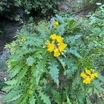 Sonchus congestus Blatt