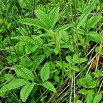 Comarum palustre Leaf