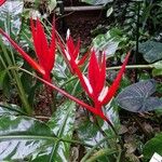 Heliconia angusta Hábito