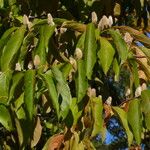 Magnolia zenii Leaf