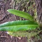 Elaphoglossum macropodium Leaf