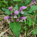 Lamium maculatum花