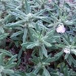 Ajuga iva List