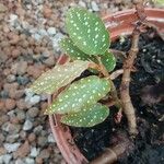 Begonia coccinea Hostoa