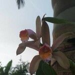 Cattleya forbesii പുഷ്പം