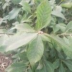 Salix cinerea Blatt