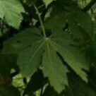 Acer macrophyllum Leaf