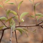 Ximenia americana Leaf