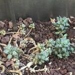 Pachyphytum compactum Folha