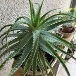 Aloe × spinosissima Hoja