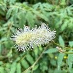 Sanguisorba dodecandra Flower