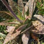 Aloe maculata Leaf