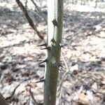 Smilax laurifolia 樹皮