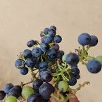 Vitis vulpinaHedelmä