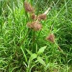 Cyperus latifolius Fruto