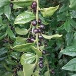 Sarcococca orientalis Folio