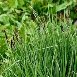 Carex nigra പുഷ്പം