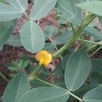 Arachis hypogaea List