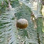 Taxodium distichum Fruto