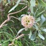 Lomelosia cretica Virág