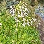 Nicotiana sylvestris 花