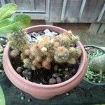 Mammillaria prolifera Плід