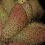 Sedum pubescens অভ্যাস