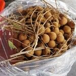 Dimocarpus longan Frucht