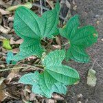 Dioscorea sansibarensis Blatt