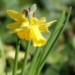 Narcissus × odorus Blad