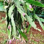 Epiphyllum phyllanthus Ліст