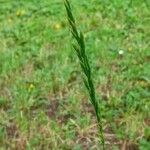 Puccinellia distans Blad