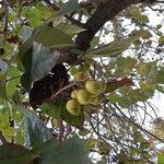 Paulownia tomentosaVrucht