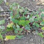 Tropaeolum tuberosum 葉