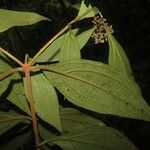 Miconia ligulata Φύλλο