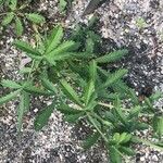 Potentilla recta Leaf